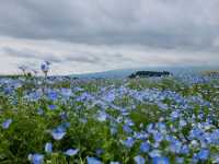 2-Day Fujikawaguchiko Tour: Explore Fuji-Q Highland and the Scenic Four Lakes