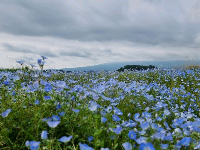 2-Day Fujikawaguchiko Tour: Explore Fuji-Q Highland and the Scenic Four Lakes