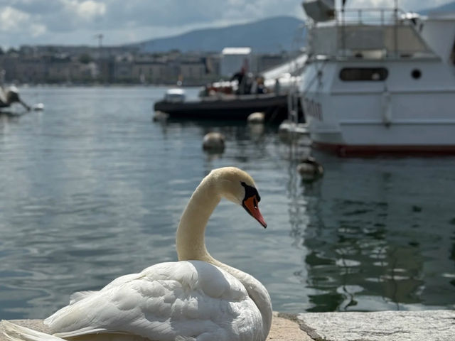 🇨🇭💙 Geneva: You'll Fall in Love with Lake Geneva Again and Again! 