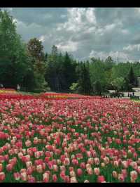 新潟県長岡市に広がる「国営越後丘陵公園」は、四季折々の花々と豊かな自然に包まれた癒しの空間。 