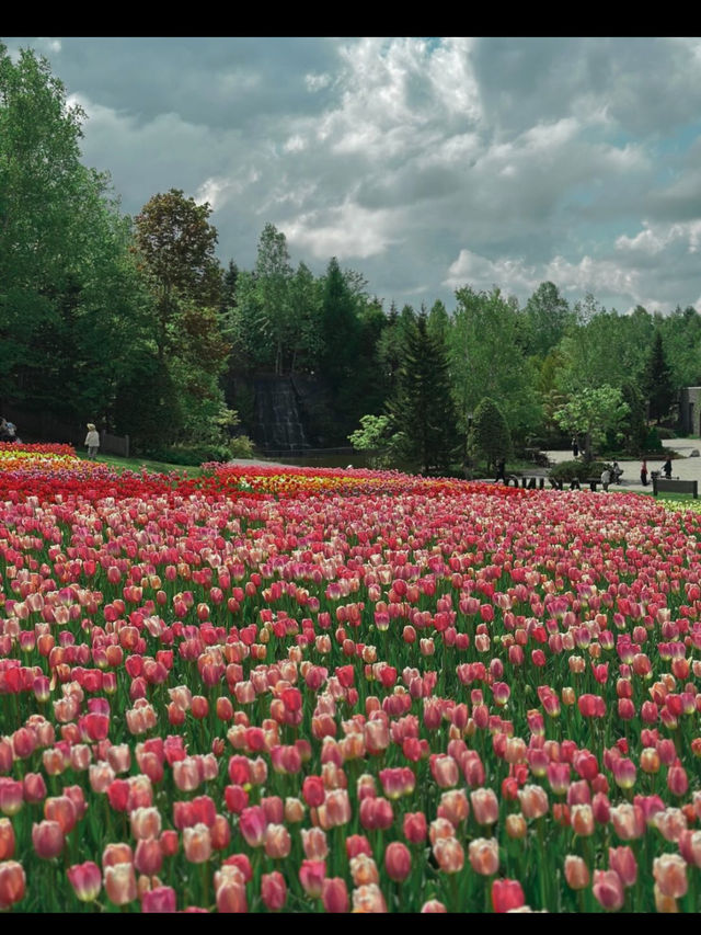 新潟県長岡市に広がる「国営越後丘陵公園」は、四季折々の花々と豊かな自然に包まれた癒しの空間。 