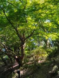 水濠に映る四季の彩り🌸 高岡古城公園で歴史と自然に癒される旅