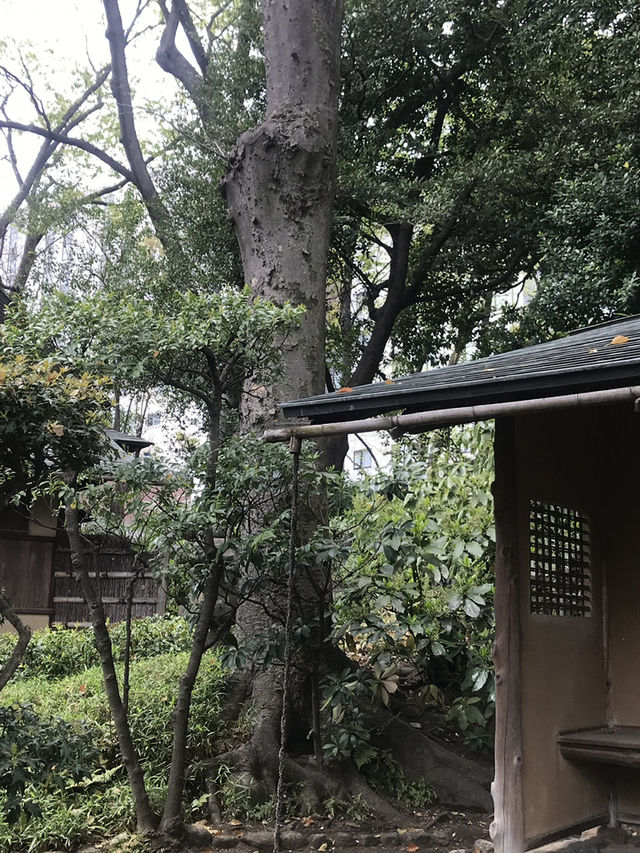 【東京　浅草寺と伝法院庭園、にぎわう寺町を歩く】
