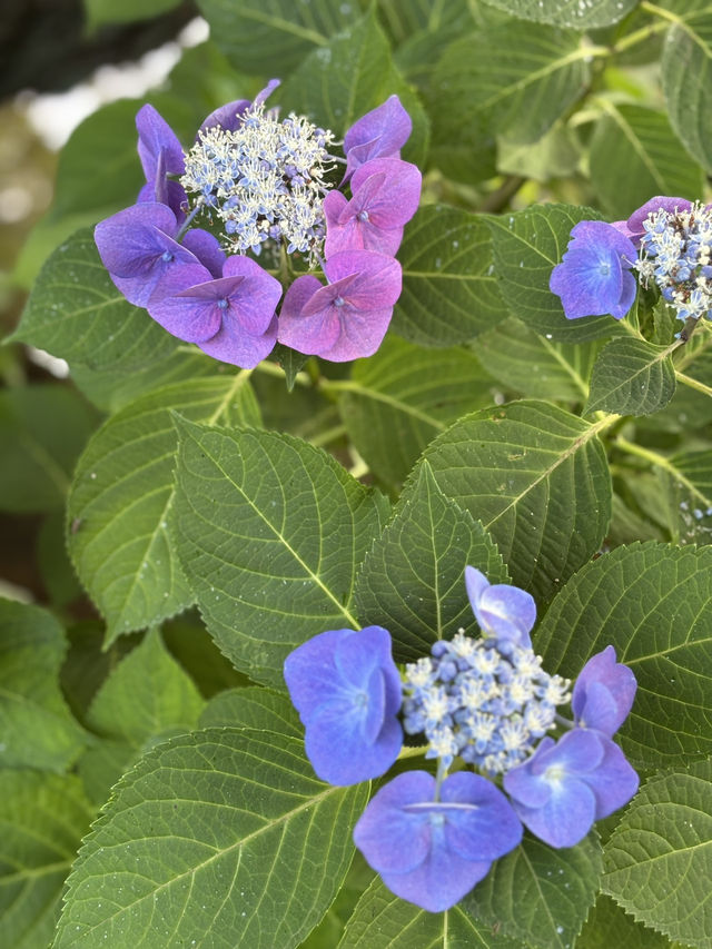 花に癒される！季節の花畑͛💠有名な観光地は？