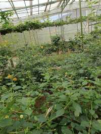 Happy Bee Farm & Insect World, A Buzzing Blend of Nature and Discovery