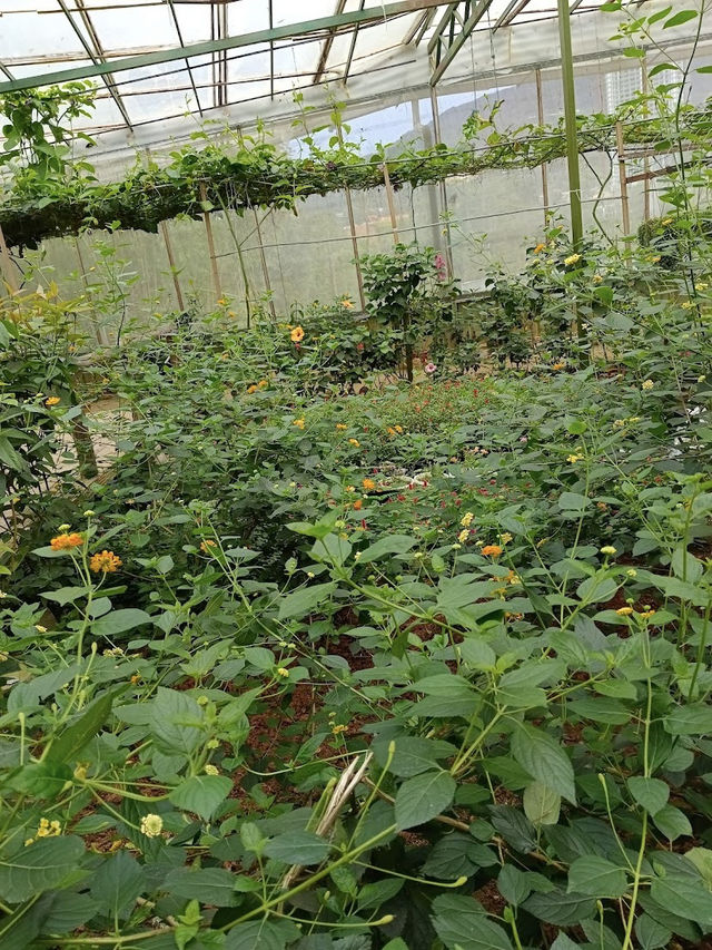 Happy Bee Farm & Insect World, A Buzzing Blend of Nature and Discovery