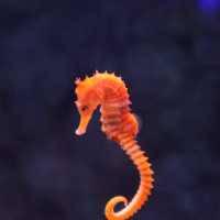 Bangsaen Aquarium เที่ยวชิล ๆ ได้ความรู้ไปด้วย 