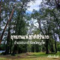 ป่าสนทะเล อุทยานแห่งชาติสิรินาถ