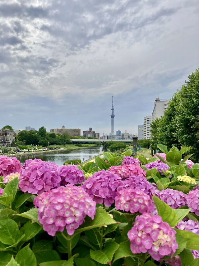 繡球花@舊中川水邊公園