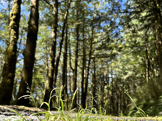 翠峰湖。臺灣山毛櫸步道