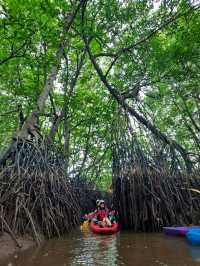Mangrove Magic: Kayaking the Sepang River 🌿
