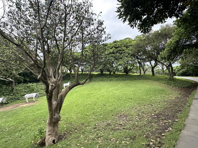 🍵「茶香飄渺，心靈蘇醒：揭開濟州綠茶博物館的緘默詩篇」