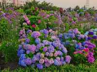As sunset approaches, the hydrangeas blossomed in glarrung colors
