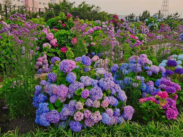 As sunset approaches, the hydrangeas blossomed in glarrung colors