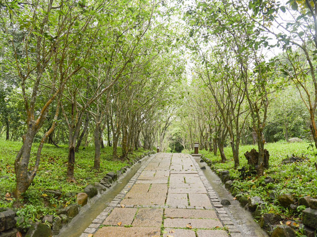 嶺頂公園｜台南最療癒的觀景祕境，在山林裡看見整片平原