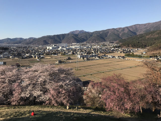 史跡-弘法山古墳（賞櫻花）