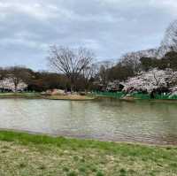 Yoyogi Park