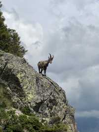 Ibex