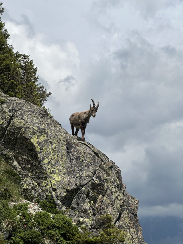 Ibex