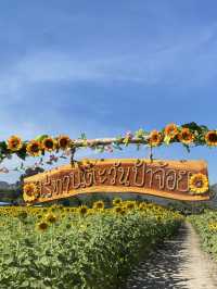 🌻✨ทุ่งทานตะวัน ใกล้กรุงเทพ‼️