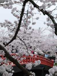  ปราสาทฮิโรซากิ 🌸 ปราสาทกลางซากุระแห่งโทโฮคุ