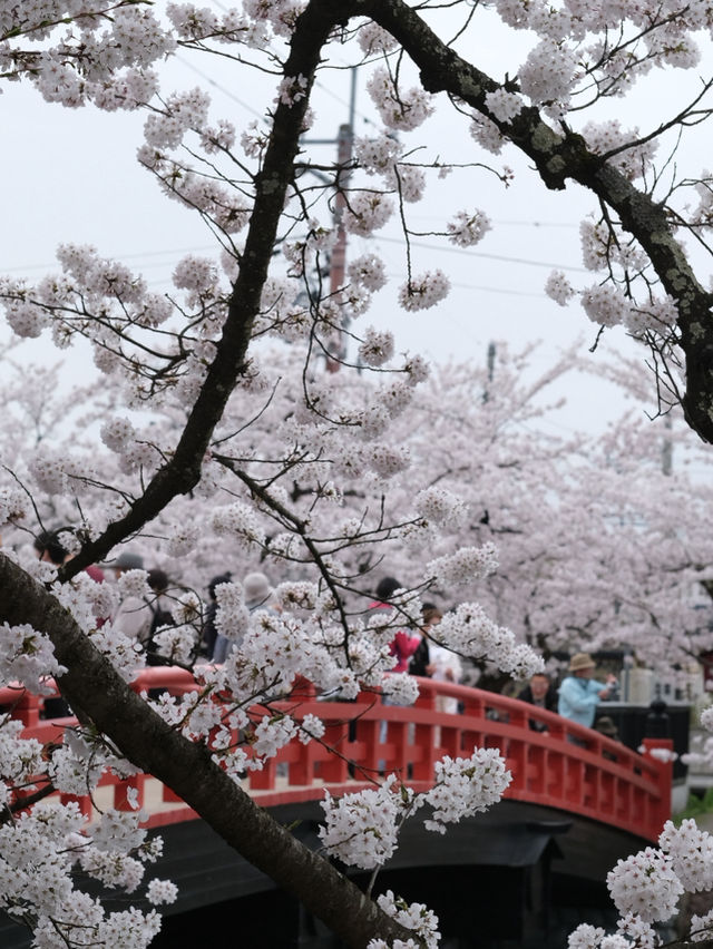  ปราสาทฮิโรซากิ 🌸 ปราสาทกลางซากุระแห่งโทโฮคุ