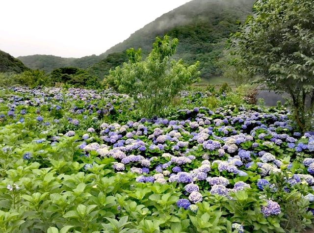 水車寮繡球花園