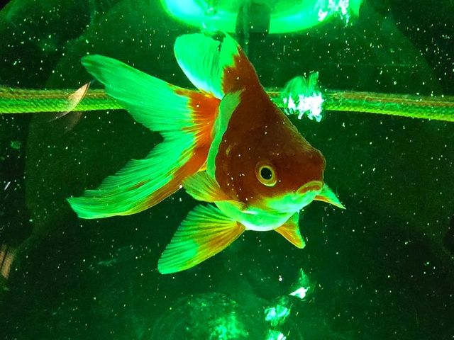 水族館裡的小確幸