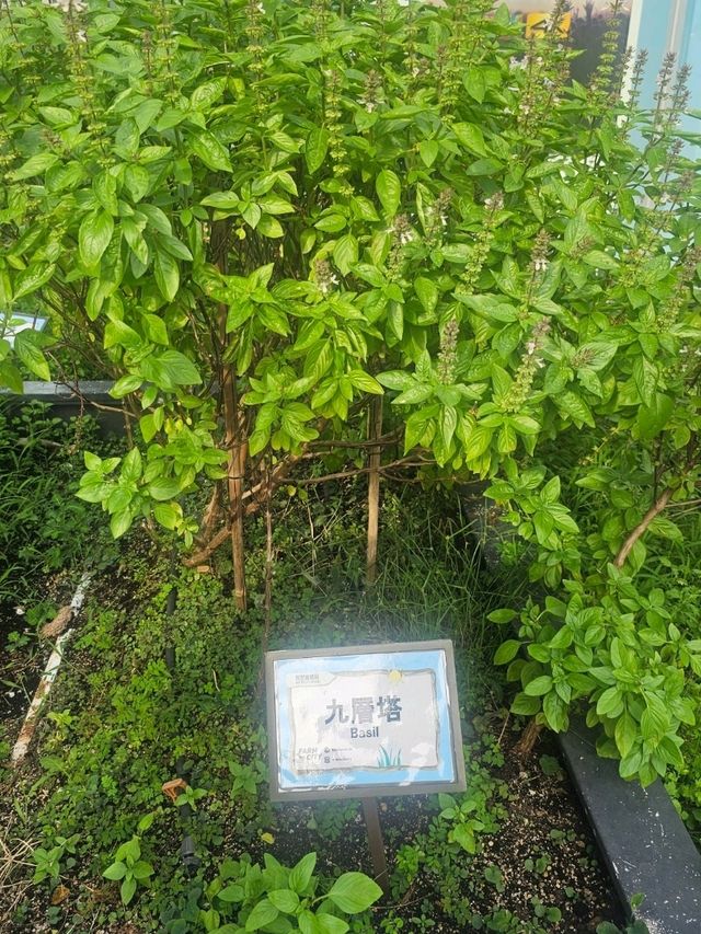 喺繁華嘅石屎森林中,有機會走入大自然,絕對可以令人身心放鬆