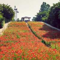 Solo Escape to Olympic Park’s Wildflower Field: Seoul’s Natural Sanctuary** 🌼🌿  