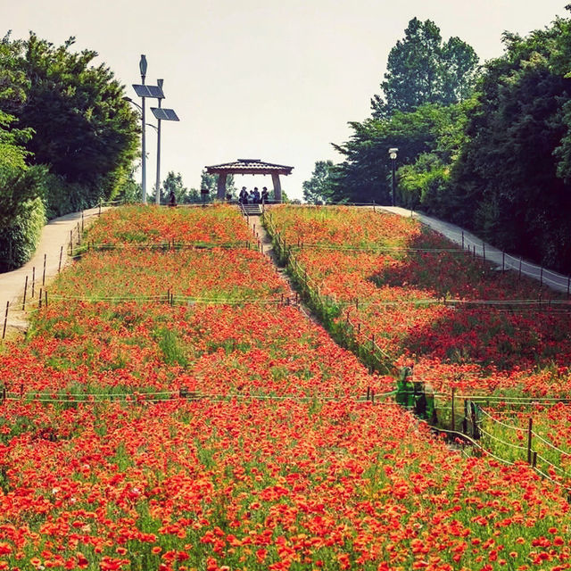 Solo Escape to Olympic Park’s Wildflower Field: Seoul’s Natural Sanctuary** 🌼🌿  