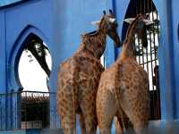camel Republic 🐫 ที่ไม่ได้มีดีแค่อูฐ