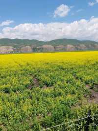 Golden Surprise on the Tangbula Road