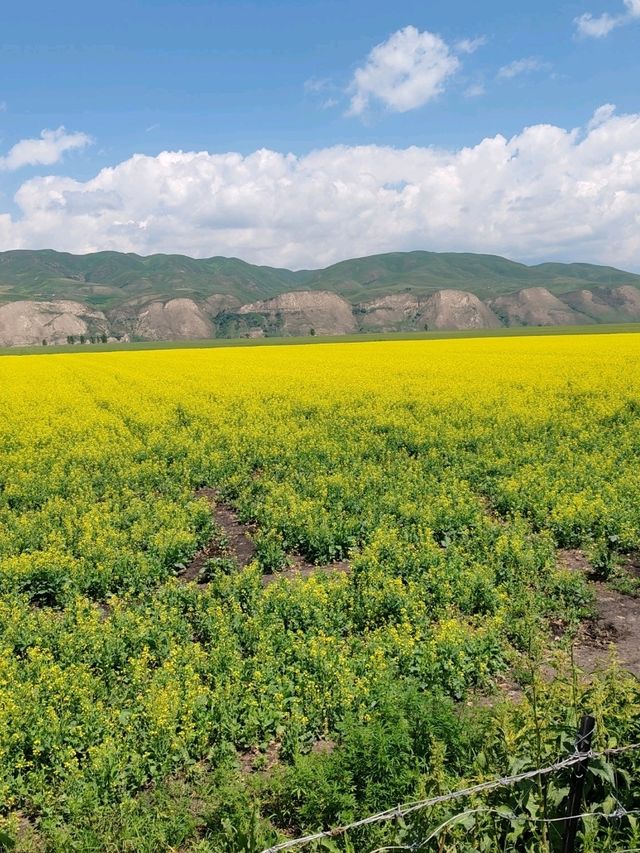 Golden Surprise on the Tangbula Road