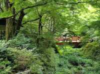 【大原三千院】山里に佇む癒しの寺🍃静寂と緑に包まれる“心の旅”