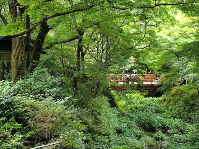 【大原三千院】山里に佇む癒しの寺🍃静寂と緑に包まれる“心の旅”