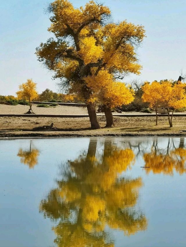 Golden Trees & Desert Vibes. Ejin Banner Totally Blew My Mind
