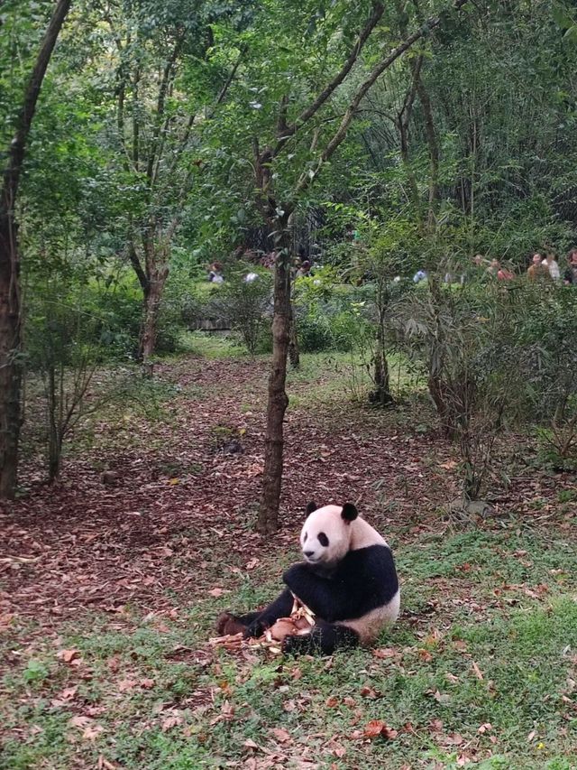 ไปดูน้อนแพนด้า 🐼 vs ไปกินไอติมแพนด้า 🍦เฉิงตู