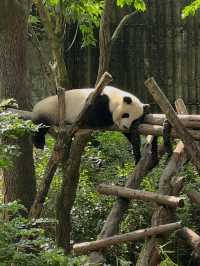 Pandas in Chengdu Are the Cutest Thing Ever