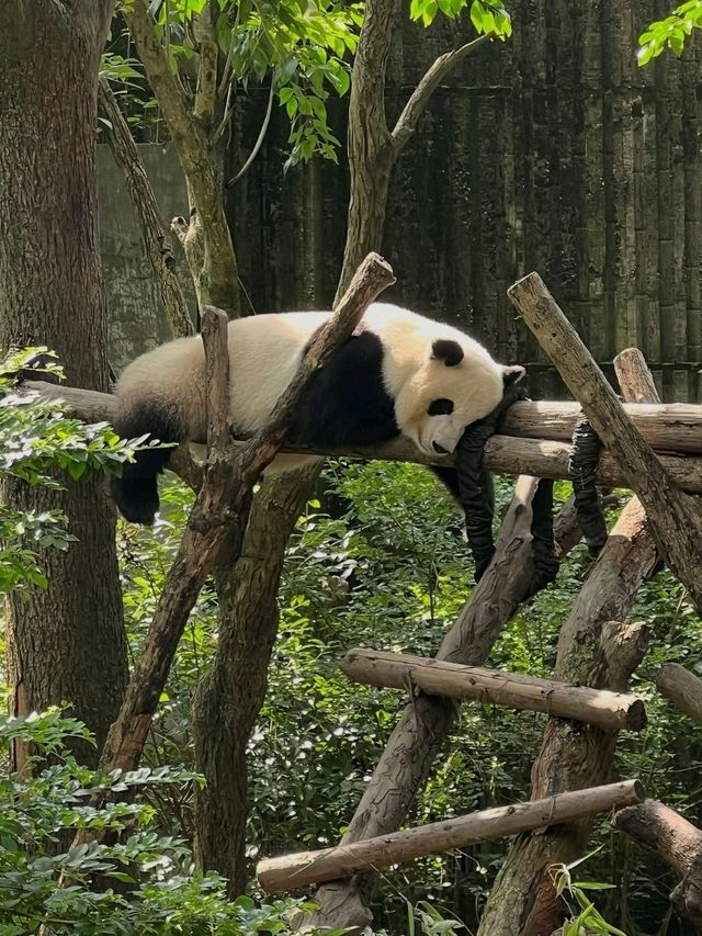 Pandas in Chengdu Are the Cutest Thing Ever