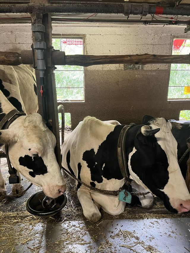 【神奈川県】入場無料の広々牧場🐮