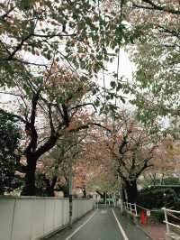 【東京　駒込　神社と公園、庭園めぐり】
