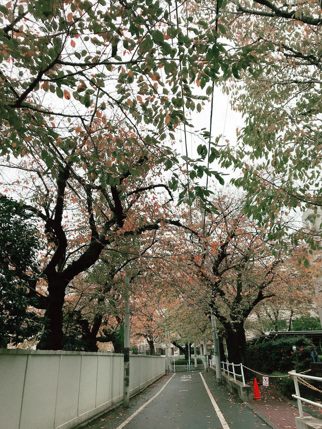 【東京　駒込　神社と公園、庭園めぐり】