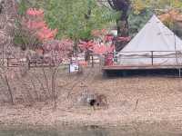Autumn Palette in Olympic Forest Park: A Symphony of Gold and Blush