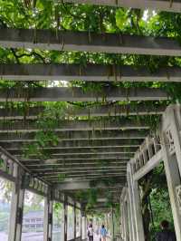 Where Koi Paint the Water – West Lake’s Living Silkscape