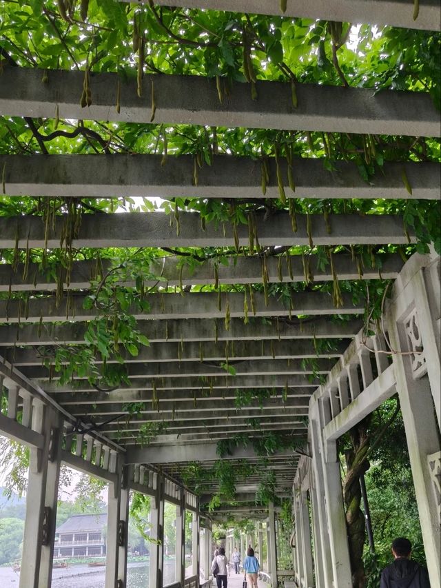 Where Koi Paint the Water – West Lake’s Living Silkscape