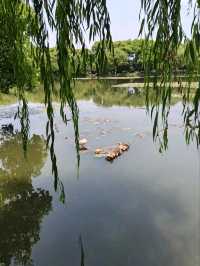 Three Pools Mirroring the Moon – West Lake’s Iconic Islet