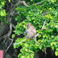 Monkey Beach  จ.กะบี่