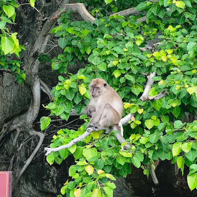 Monkey Beach  จ.กะบี่