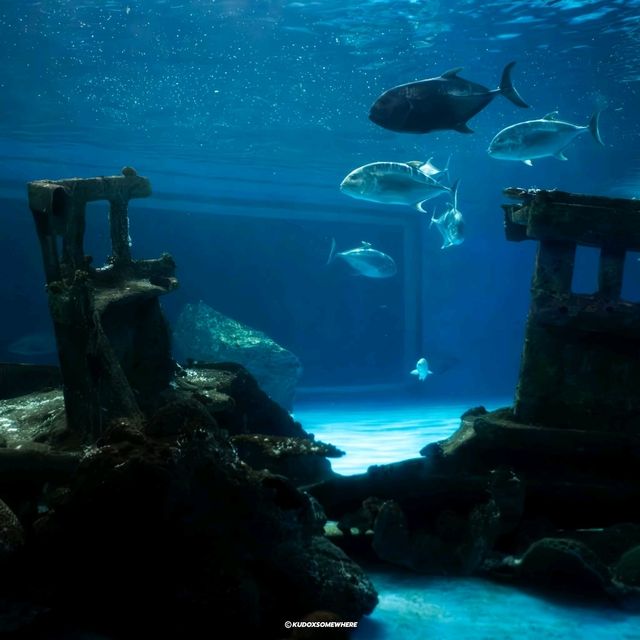 bangsaen Aquarium 